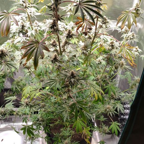 Radical Juice Cadis growlog timeline photo