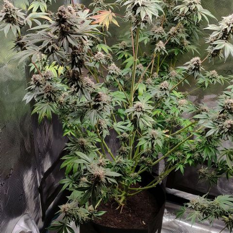 Radical Juice Adina growlog timeline photo