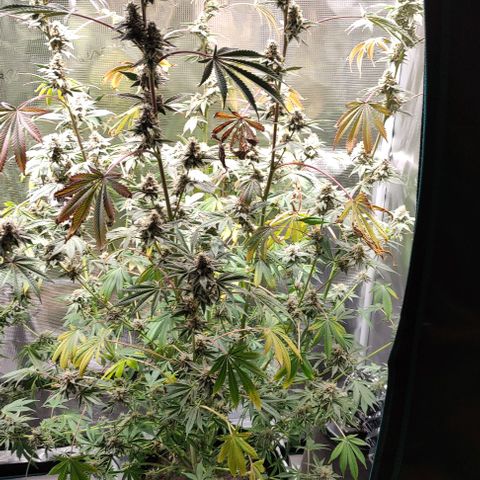 Radical Juice Cadis growlog timeline photo