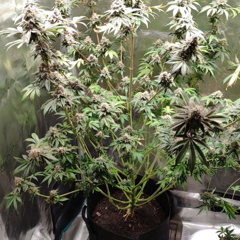 Radical Juice Adina growlog timeline photo