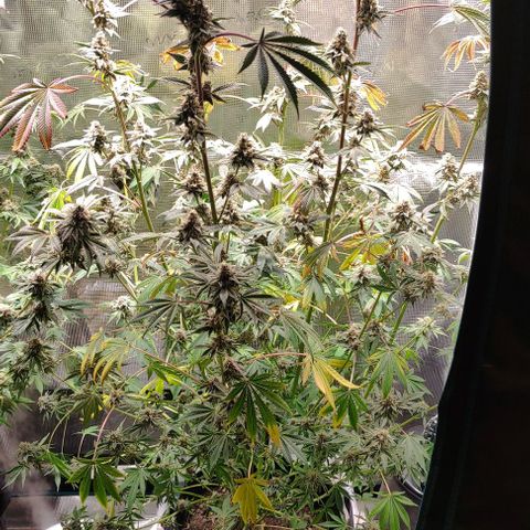 Radical Juice Cadis growlog timeline photo