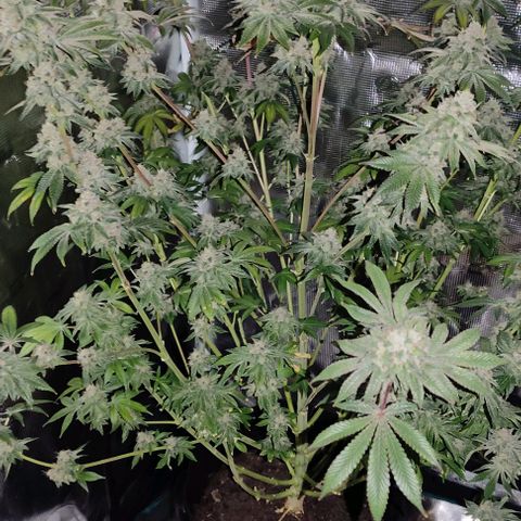 Radical Juice Adina growlog timeline photo