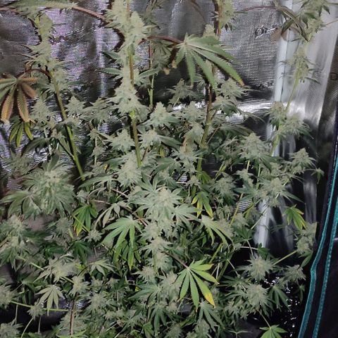 Radical Juice Cadis growlog timeline photo