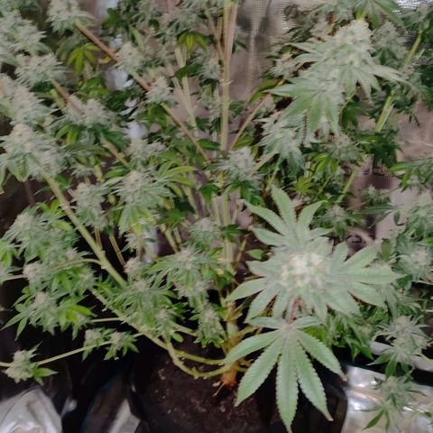 Radical Juice Adina growlog timeline photo