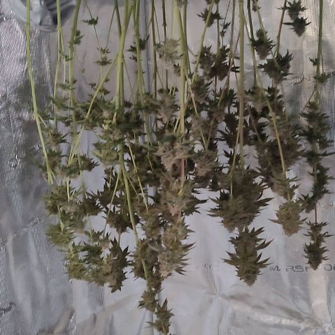 Radical Juice Adina growlog timeline photo