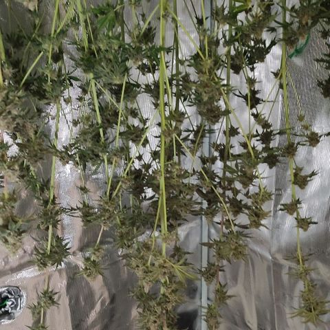 Radical Juice Cadis growlog timeline photo