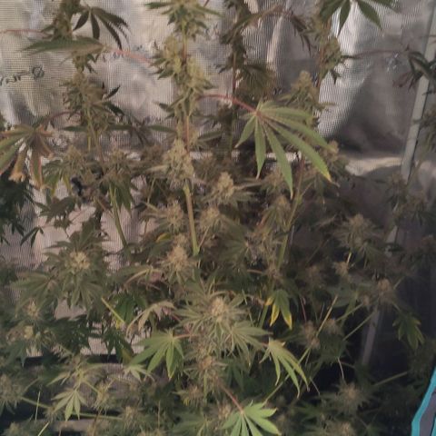 Radical Juice Cadis growlog timeline photo