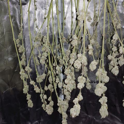 Radical Juice Adina growlog timeline photo