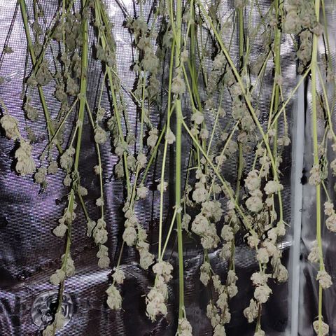 Radical Juice Cadis growlog timeline photo