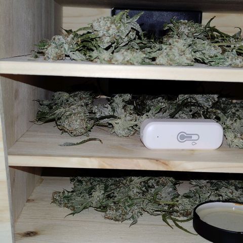 Radical Juice Buse growlog timeline photo