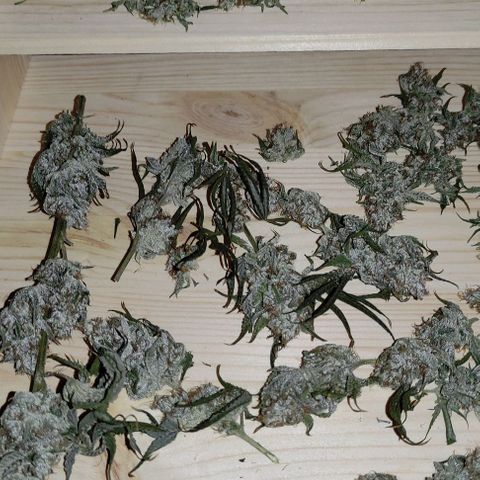 Radical Juice Buse growlog timeline photo
