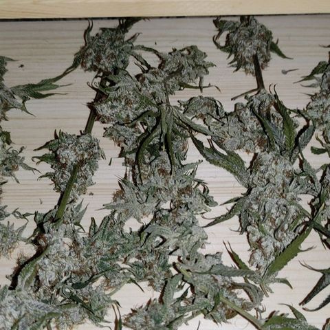 Radical Juice Buse growlog timeline photo