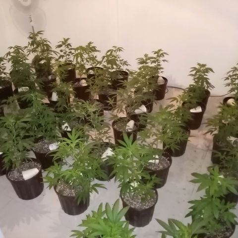 Bless  growlog timeline photo