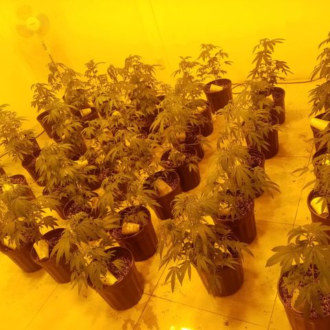 Bless  growlog timeline photo