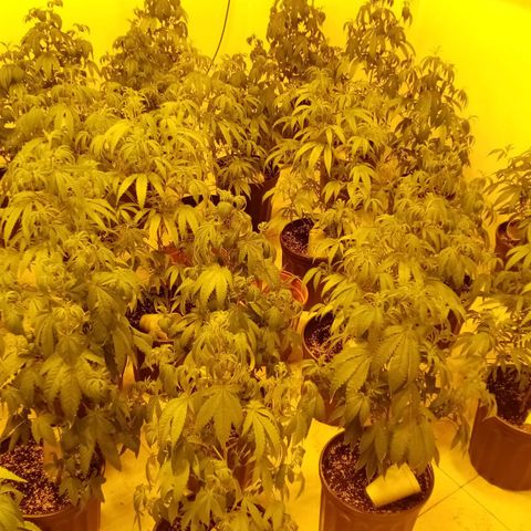 Bless  growlog timeline photo