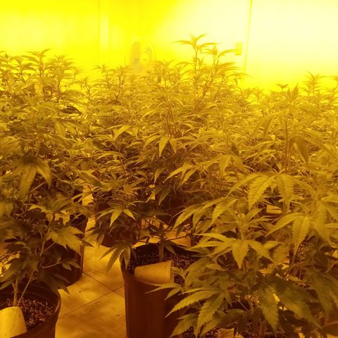 Bless  growlog timeline photo