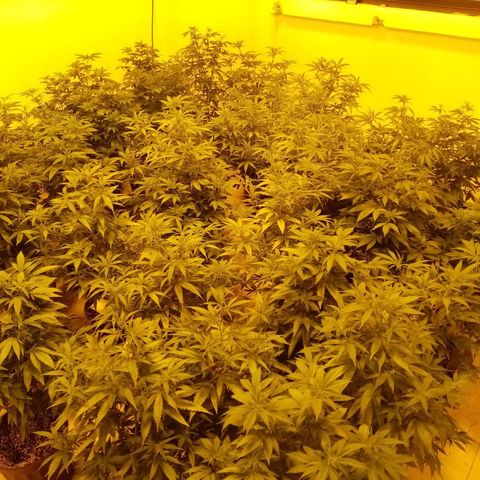 Bless  growlog timeline photo