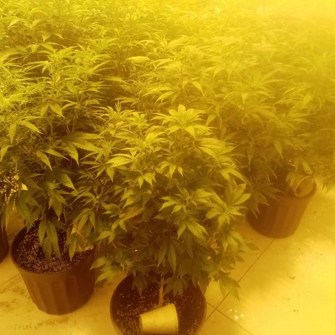Bless  growlog timeline photo