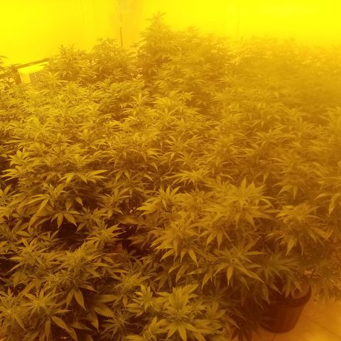 Bless  growlog timeline photo