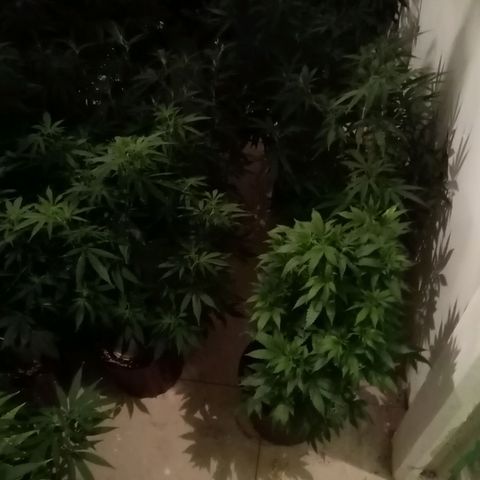 Bless  growlog timeline photo