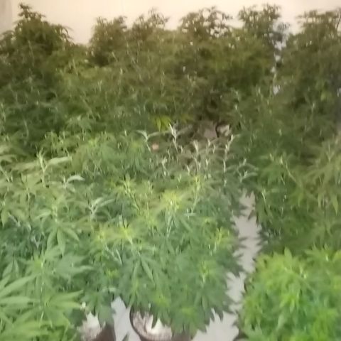 Bless  growlog timeline photo