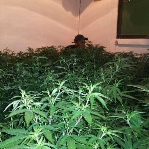 Bless  growlog timeline photo