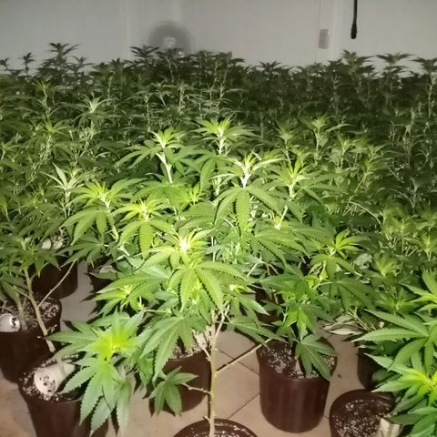 Bless  growlog timeline photo