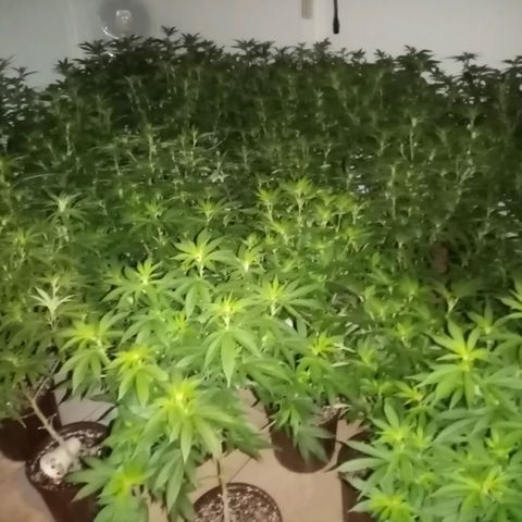Bless  growlog timeline photo