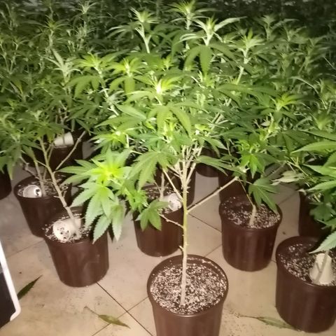 Bless  growlog timeline photo