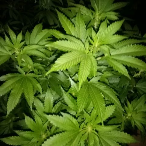 Bless  growlog timeline photo