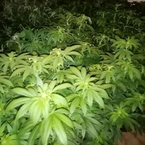 Bless  growlog timeline photo