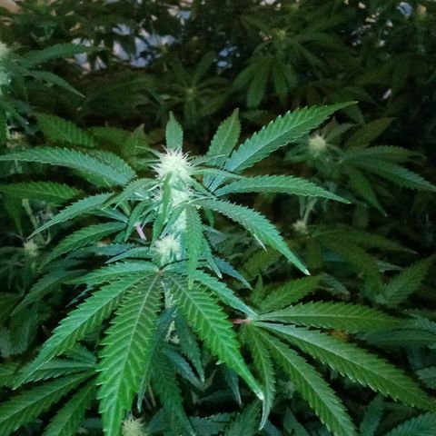Bless  growlog timeline photo