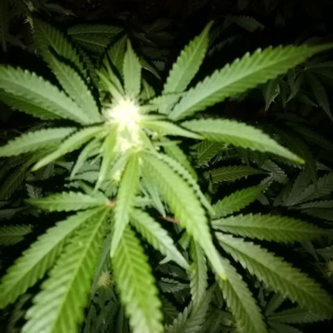 Bless  growlog timeline photo