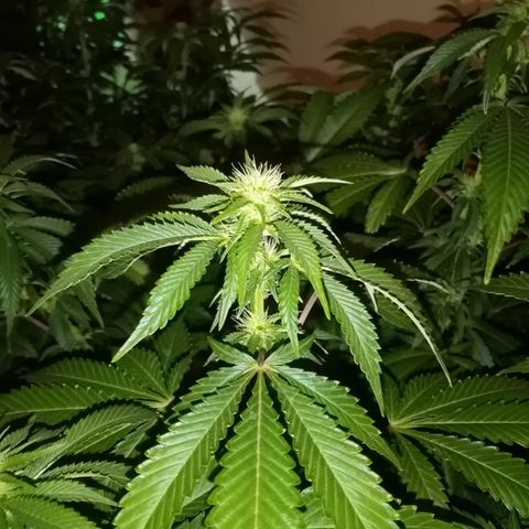 Bless  growlog timeline photo