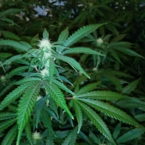Bless  growlog timeline photo