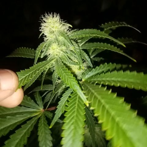 Bless  growlog timeline photo