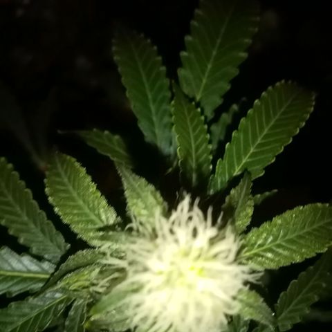 Bless  growlog timeline photo