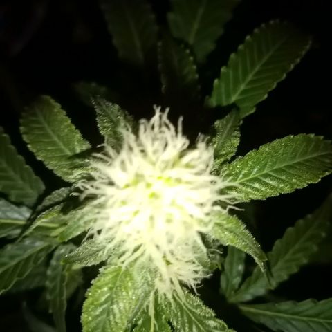 Bless  growlog timeline photo
