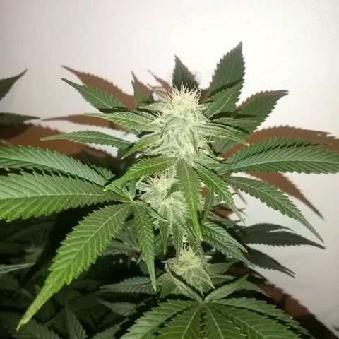 Bless  growlog timeline photo