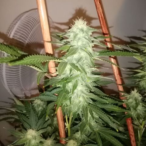 Bless  growlog timeline photo