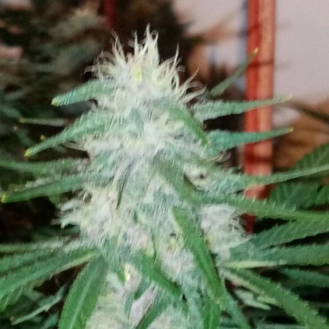 Bless  growlog timeline photo