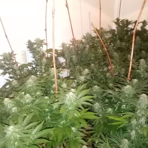 Bless  growlog timeline photo