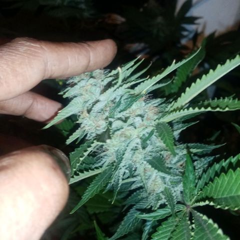 Bless  growlog timeline photo
