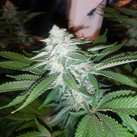 Bless  growlog timeline photo