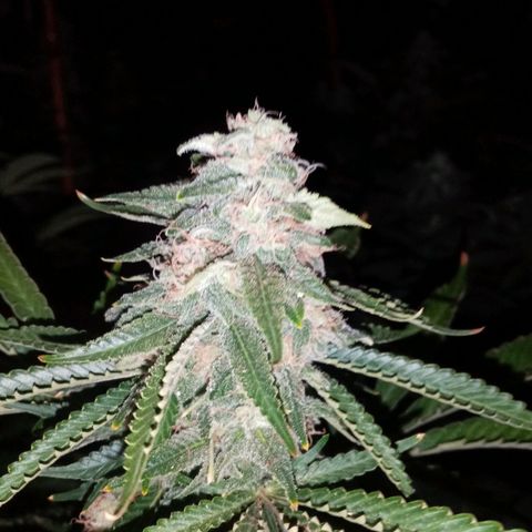 Bless  growlog timeline photo