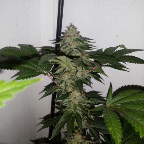 Bless  growlog timeline photo