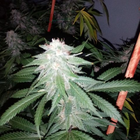 Bless  growlog timeline photo