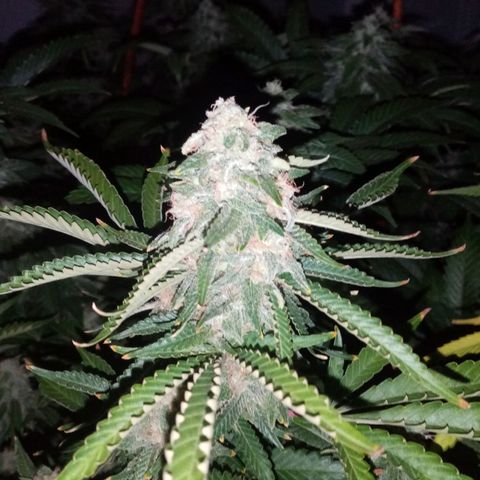 Bless  growlog timeline photo