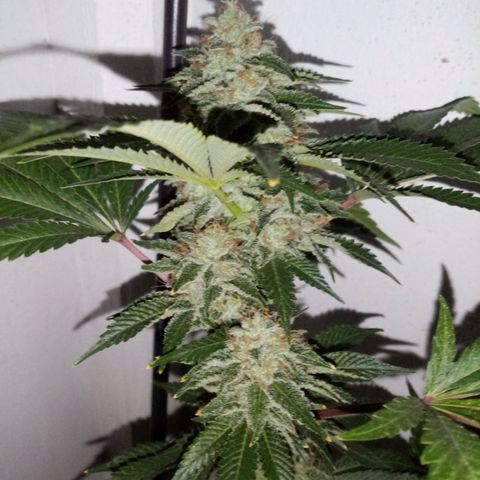 Bless  growlog timeline photo