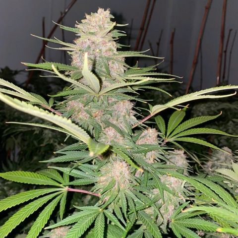 Bless  growlog timeline photo